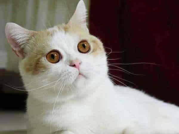 蓝色的猫咪好看吗 64a74b534dbd42f0a25a2aeae119d203.jpeg