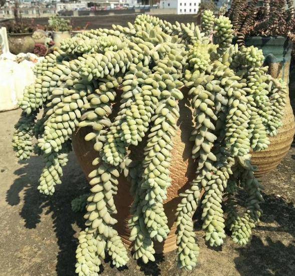 玉缀多肉怎么养爆盆 72baba6f87644ca88a4519eea921f512.jpeg