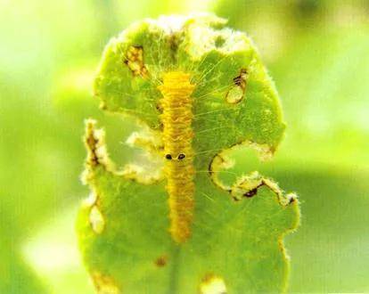 枇杷黄毛虫的天敌有大腿小蜂,驼姬蜂等,在果园内放置这些天敌,可以