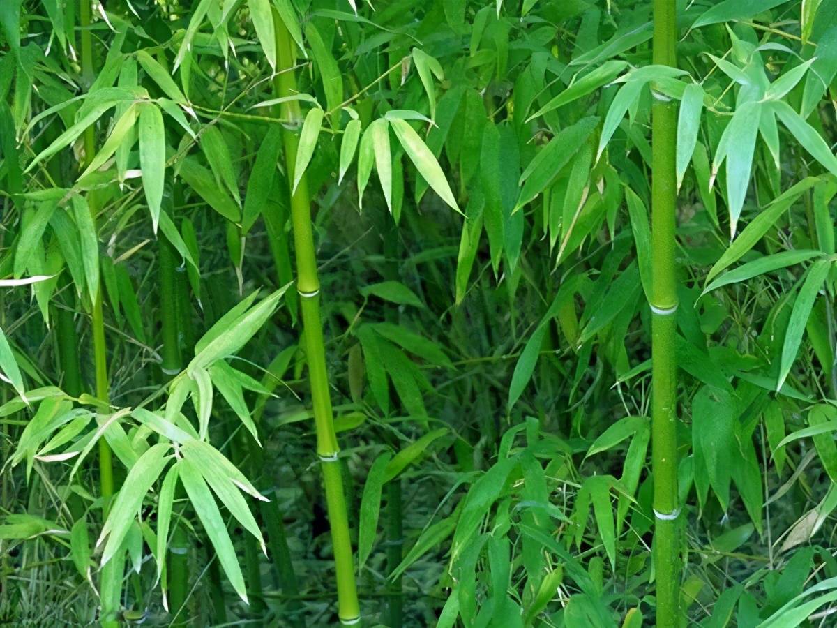 老话说"竹子开花,马上搬家",竹子开花不搬家,会成祸害么?