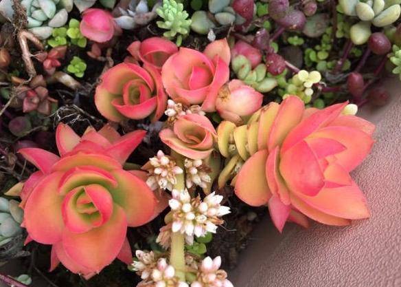 多肉怎么上色视频 c0cdbd4edfd0488b88ed84ab856636bc.jpeg