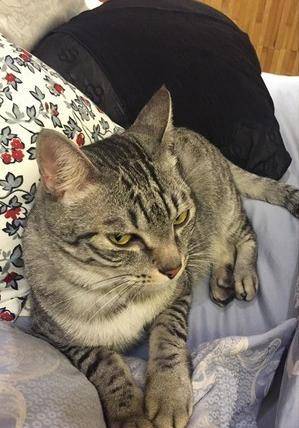 什么声音才能让猫咪睡觉 c69370a601b34cbcaf2659af48b877da.jpeg