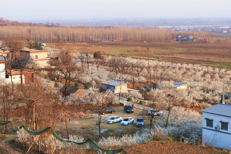 临颍女孩游中原:襄城有个樱桃沟,樱桃花盛开时,宛如世外桃源_首山