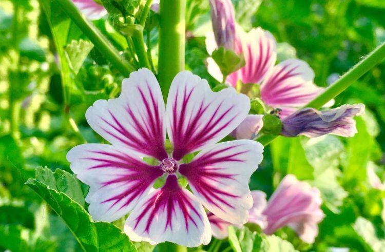 5月4日开始 养花试试这几款 花量大花期长 花朵美艳似玫瑰 叶光萼