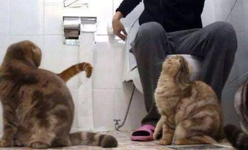 怪癖|好尴尬！我家猫又来偷窥自己上厕所了