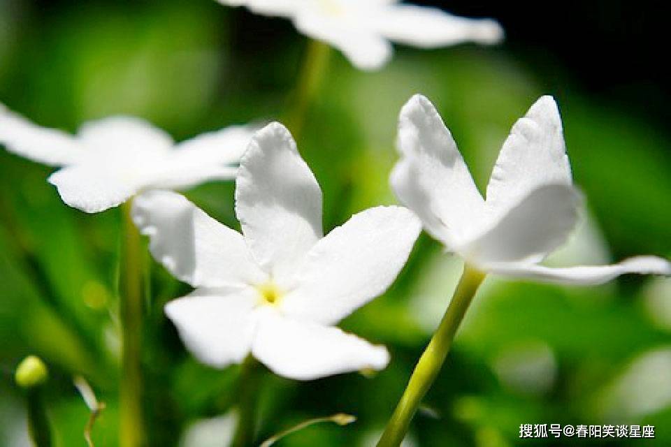 茉莉花纯音乐经典段 8c378f1b38344c748137b81d27f0d550.jpeg