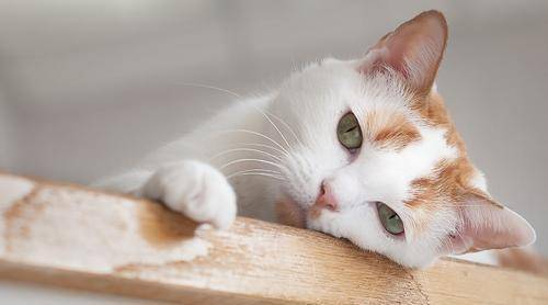 一只猫咪被抛弃的视频 9e48ac49c7184e049355d37b597009b9.jpeg