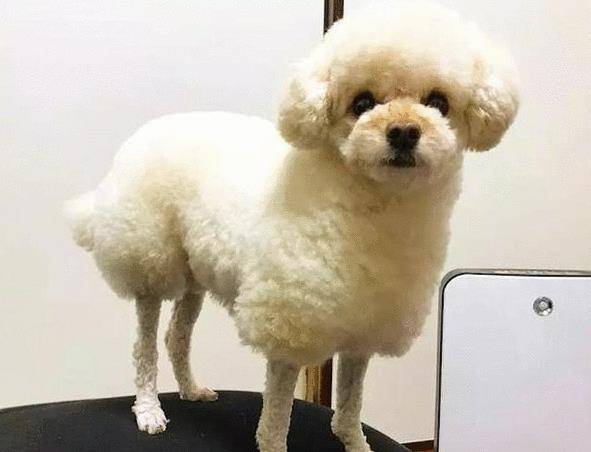 原创主人给狗狗剪了新造型,模样很可爱,网友:明明就是一只小羊