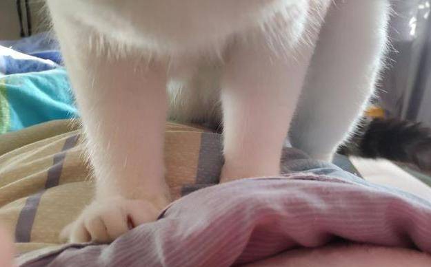 家小|小猫咪自己一个猫在家久了会孤独吗？