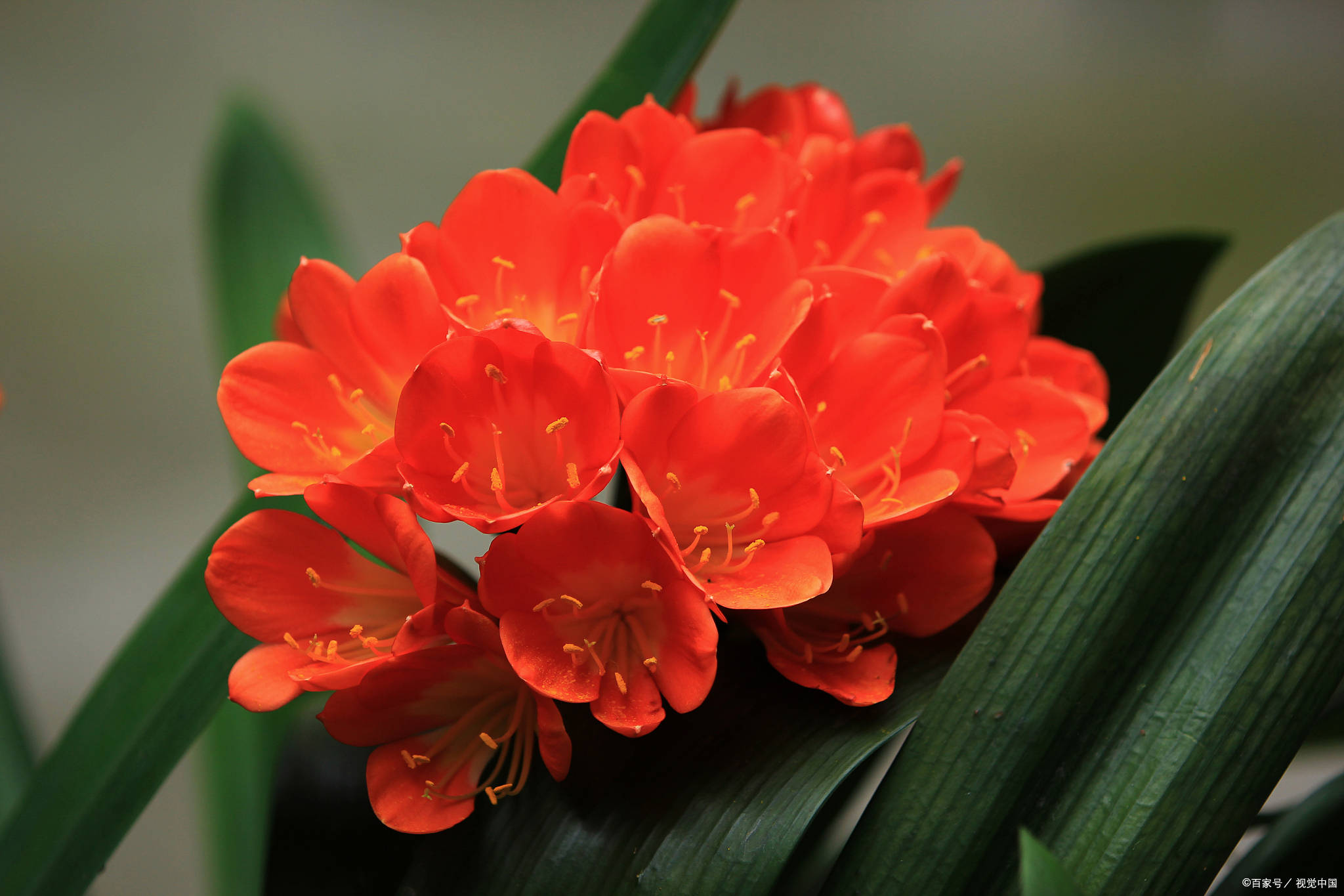 5月养君子兰 手脚勤快一些 夏天还能开一茬花 开花