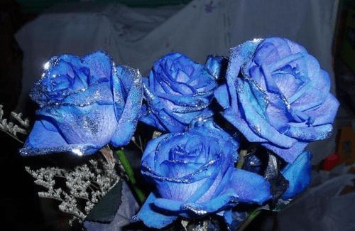 蓝色妖姬是真的吗 e1c55a6969c241f0b279c6d75fab3efb.png