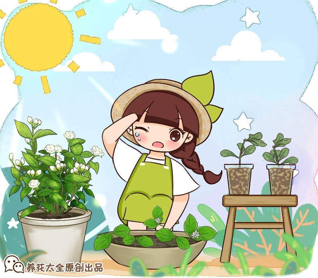 这5种花特别不怕晒 夏天里 养花杀手的福音 月季花