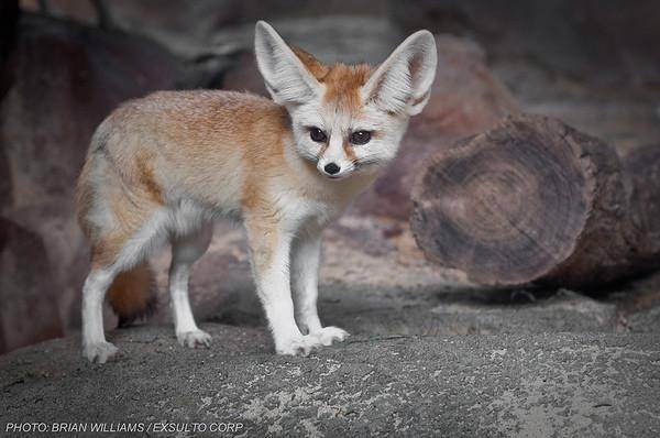 耳廓狐大发起床气完美示范最萌的暴跳如雷