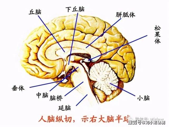 丘脑结构图解剖图高清图片
