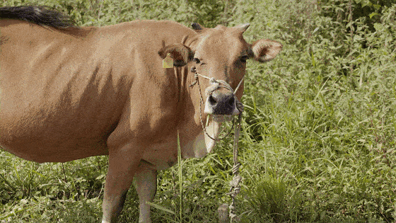 面對食肉動物，食草動物總是逃跑，為什麼就不想反抗呢？ 萌趣萌寵 第10张
