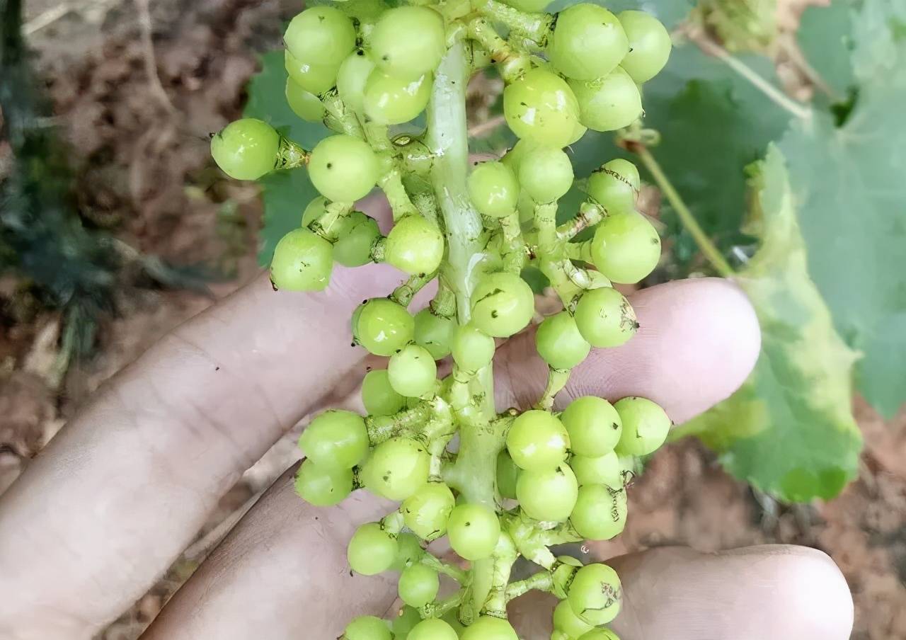 葡萄开花结果期,不能忽略蓟马,花期不预防,农友悔断肠