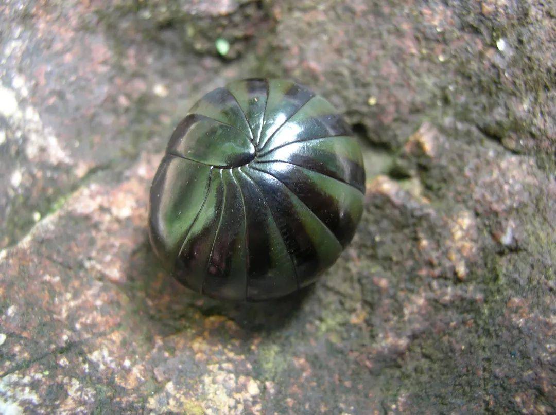 靠盘卷身体,以坚硬背板御敌的三种球马陆倍足纲动物则主要依靠表皮或