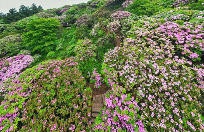 寻着诗路游天台华顶杜鹃正盛开