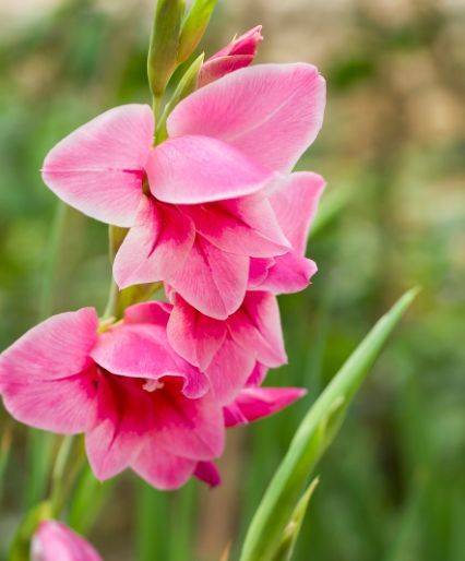 5月11日开始 家养此款花卉 四季开花不停 养护容易 值得入手 苏珊