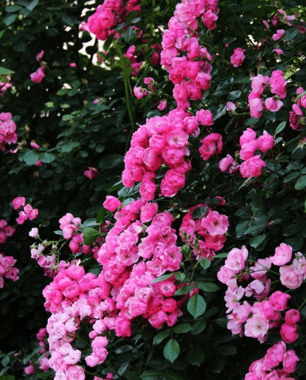 十四日属什么 1b91a29ad6dd4f8daf40a70951fb3441.png