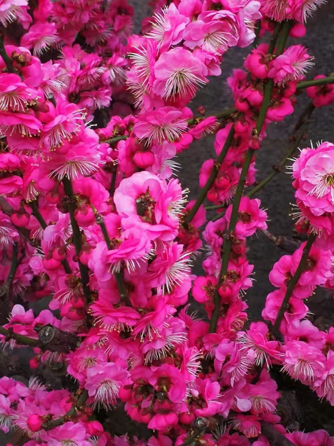 花木文化琐谈之50 宋元时期的梅文化 历史上的花木文化 梅花