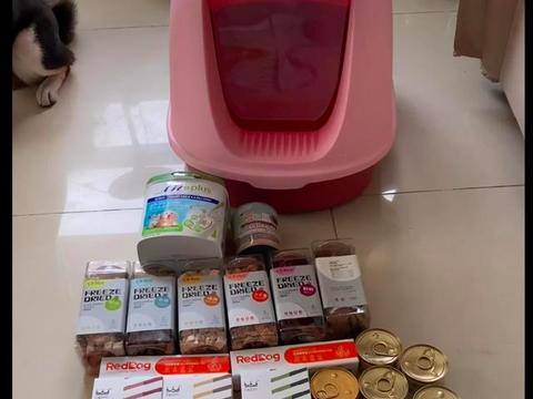 撿到一隻瘦弱布偶貓，竟同時有兩位主人找來，它的經歷讓人很心疼 萌趣萌寵 第5张