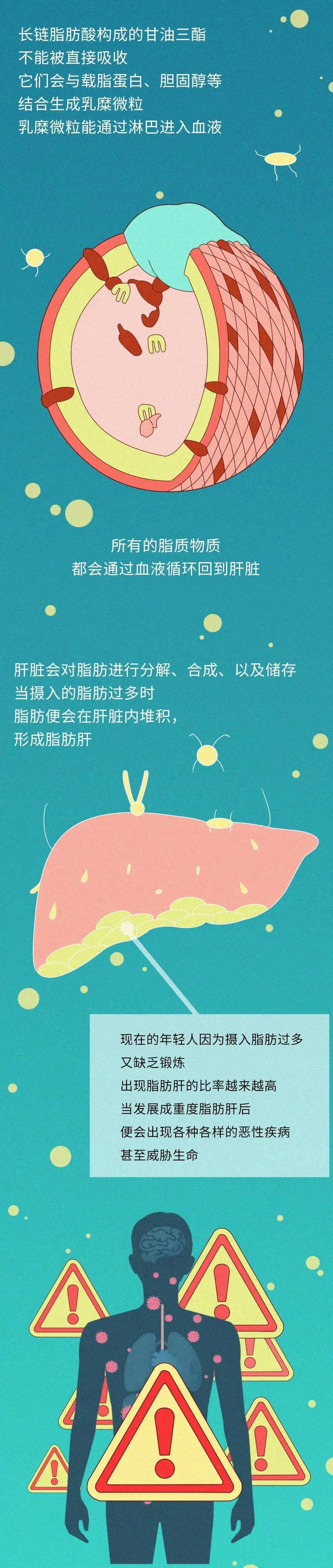 丽轻诚 5 11世界防治肥胖日 今天揭开胖子的脂肪是如何在体内 危害 身体的 肥胖率