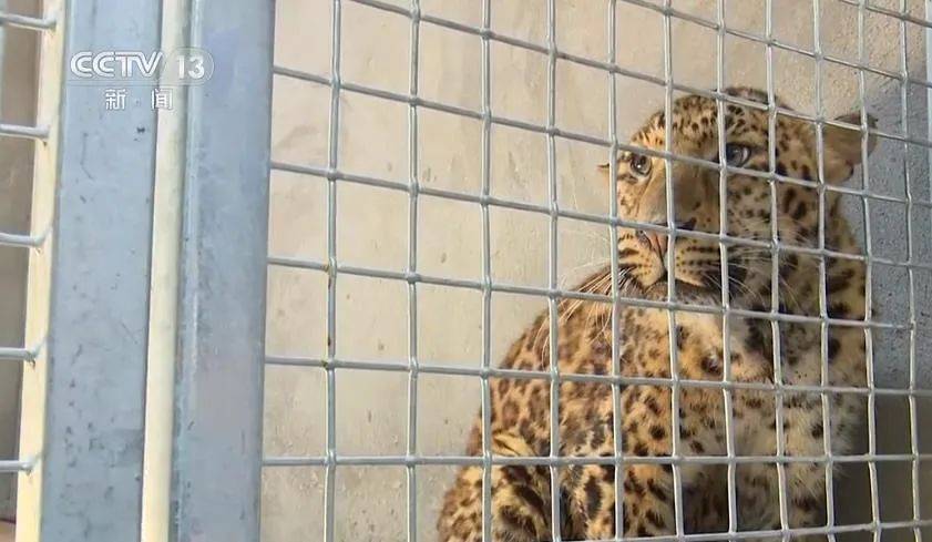 杭州金钱豹到极限了?不惜用红外设备和无人机,为何一定要追回?_豹子