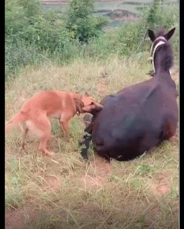 狗狗見到真的馬後，想要去咬皮卻咬不動，馬：我這可是真皮的啊！ 萌趣萌寵 第3张