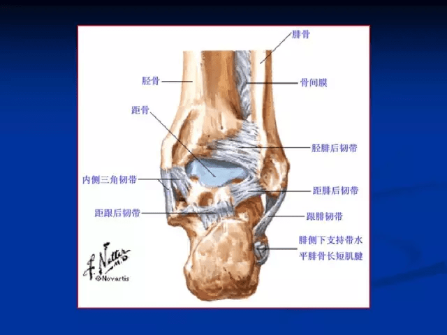 踝關節mri讀片要點