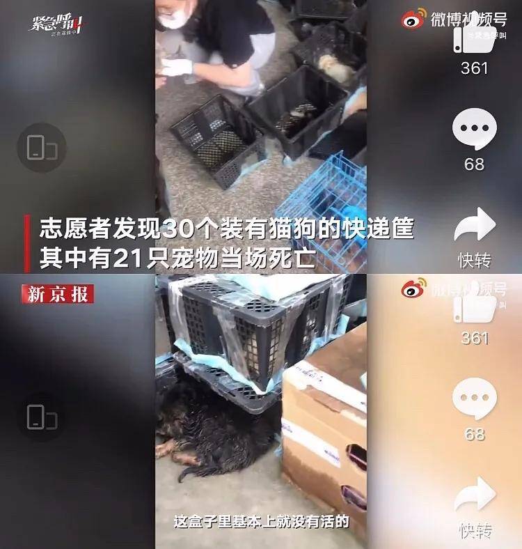 快递公司运输宠物盲盒导致死亡央视怒批你们还有底线吗