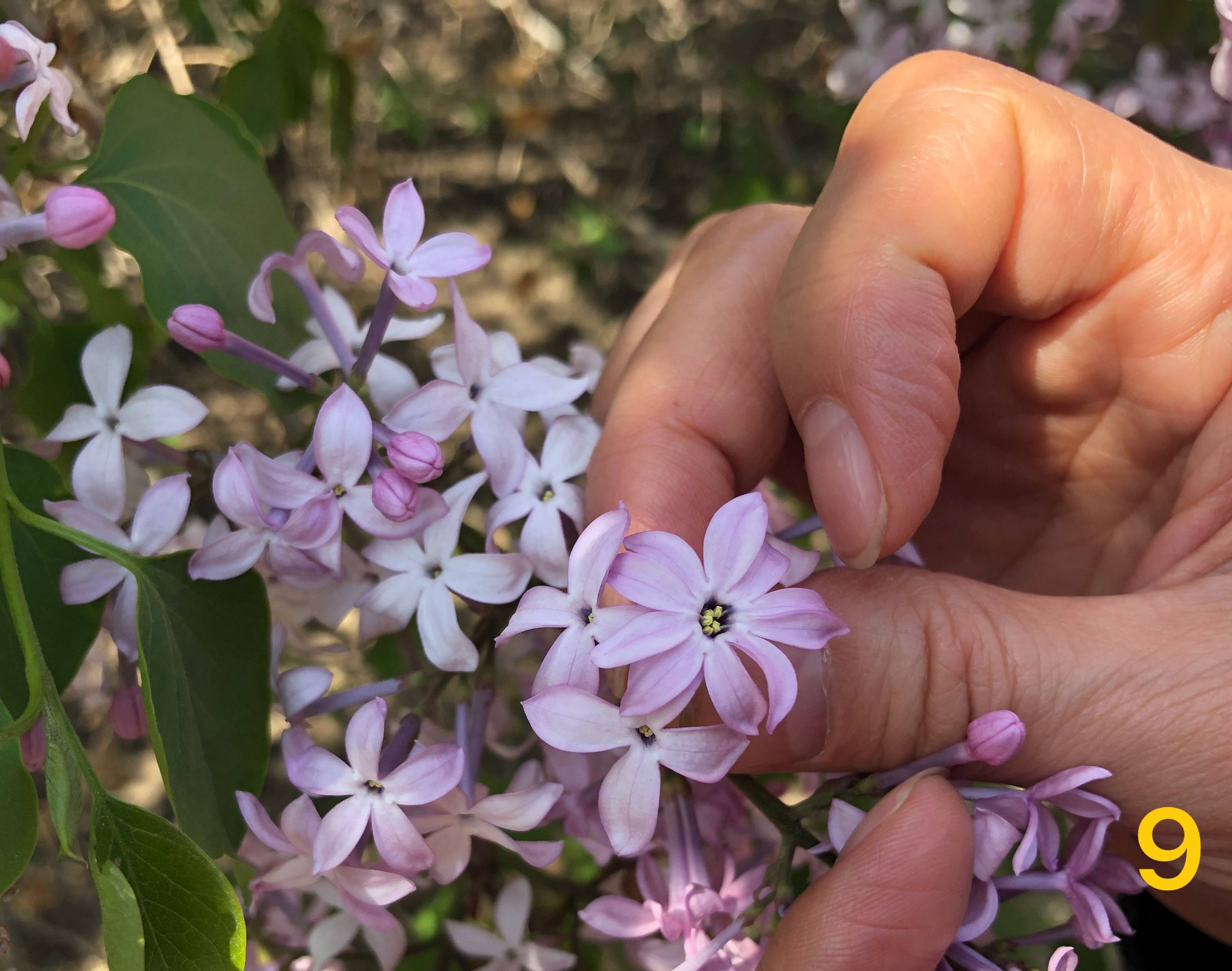 寻找多瓣幸运,你家门口的丁香是几瓣?