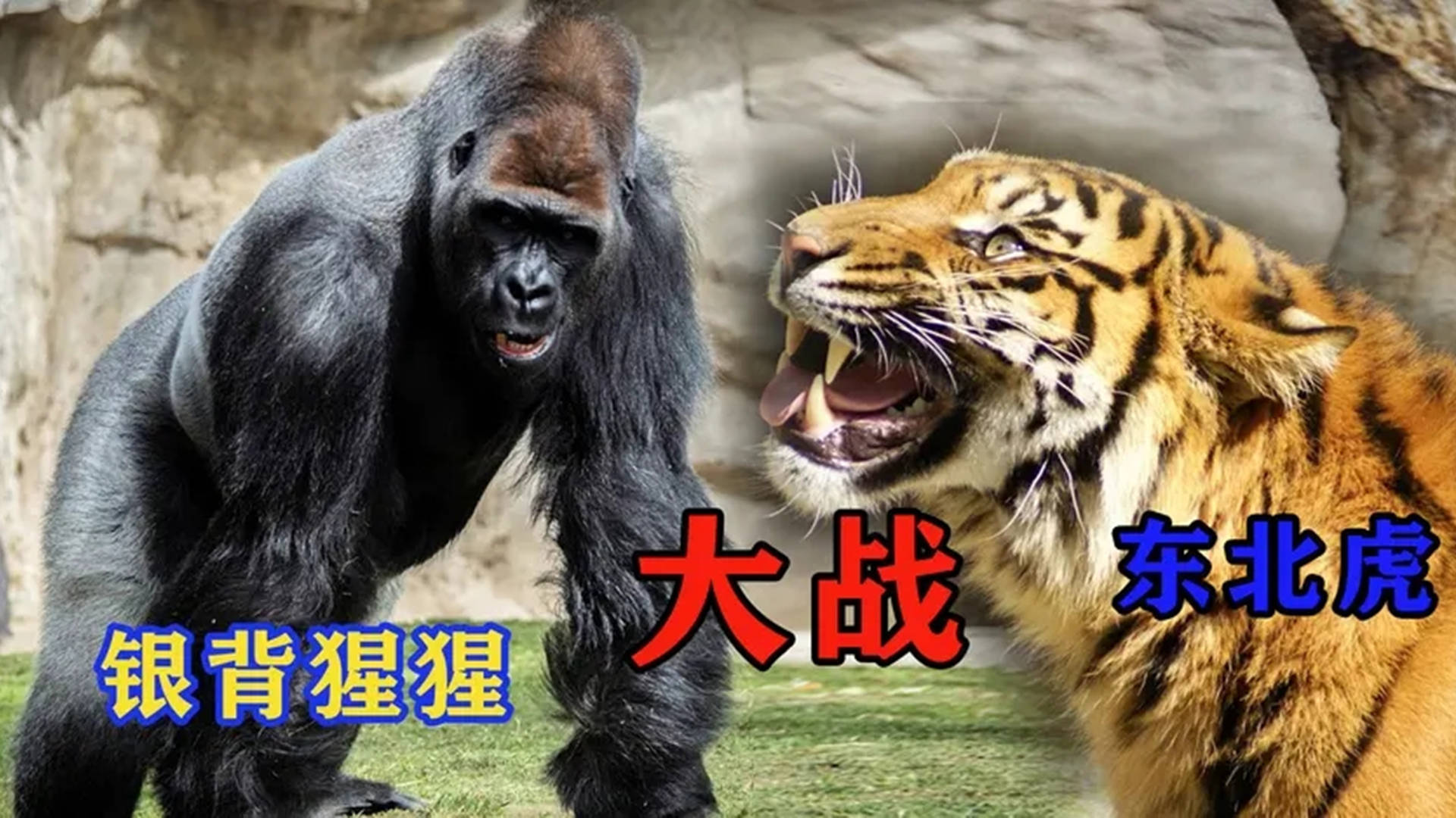 金刚猩猩vs老虎图片
