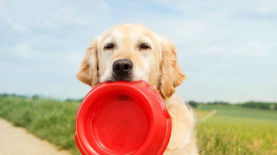 如何给狗狗喂水最方便 15efe192aeda46c281780710a8b5692e.jpeg