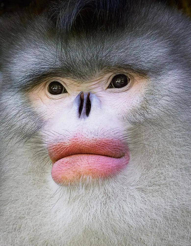 滇金丝猴 yunnan snub-nosed monkey