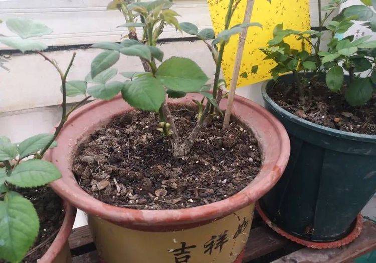 什么时候给花施肥好 6996b387dc9c418996c9dd41a8b85dd0.jpeg