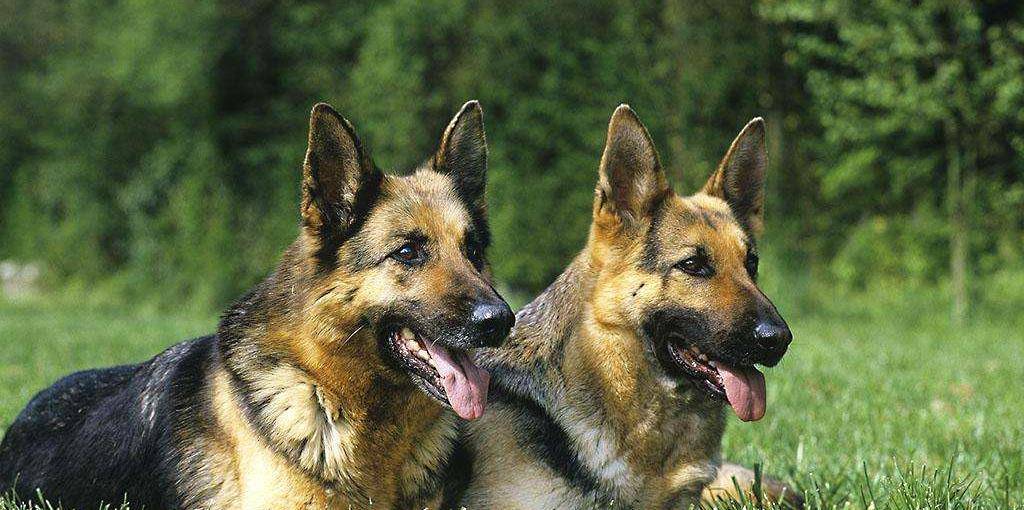 不仅有颜值 而且还护主的四种大型犬种 你最中意什么犬种呢 Top