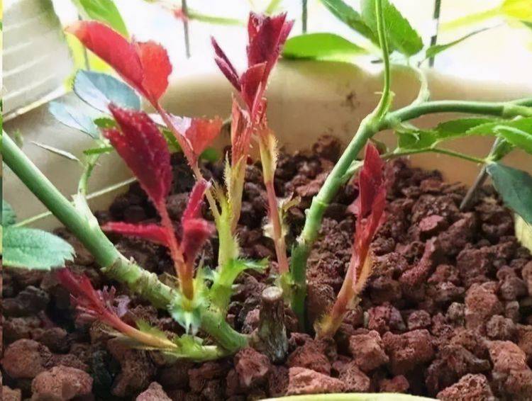 盆栽花怎么剪枝 be16efeefba9497184054514d4bb81ec.jpeg