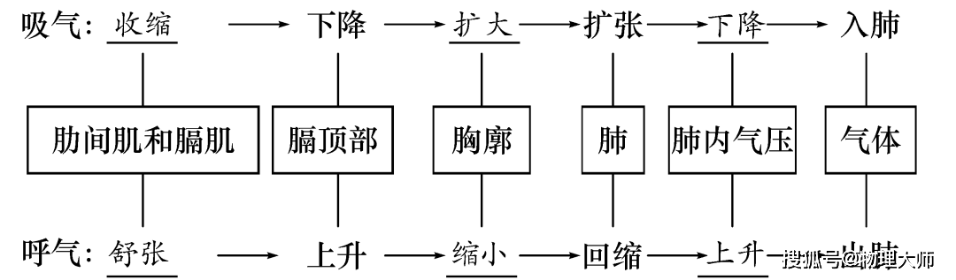 人体呼吸全过程示意图图片