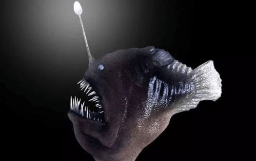 盘点大自然中的那些千奇百怪的鱼类