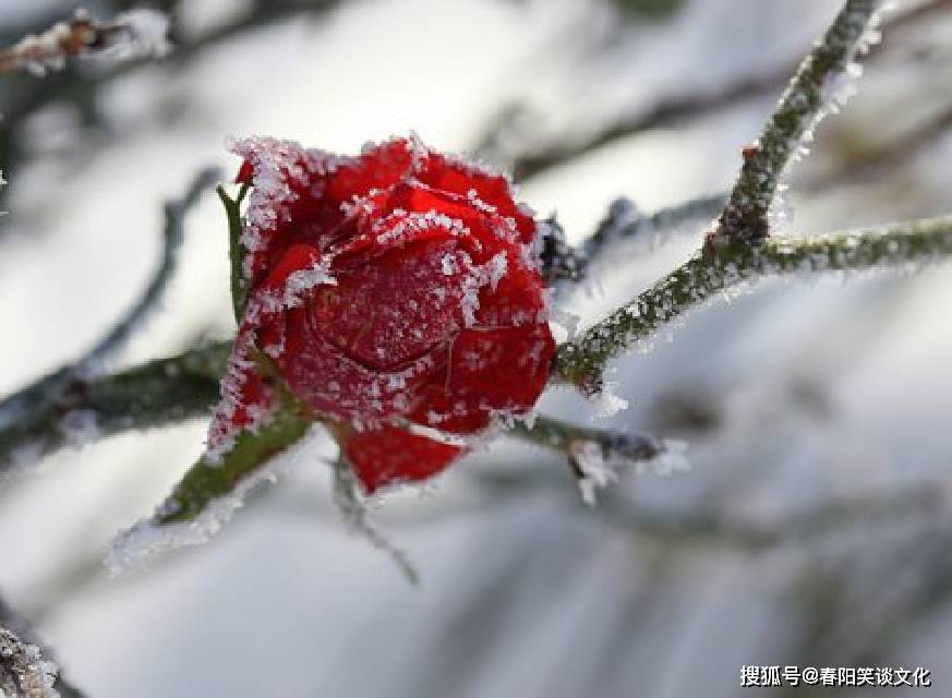 人怎么才能有坚定的信念 1306d72efe5e46b7a911c4c4e32c5bf7.jpeg