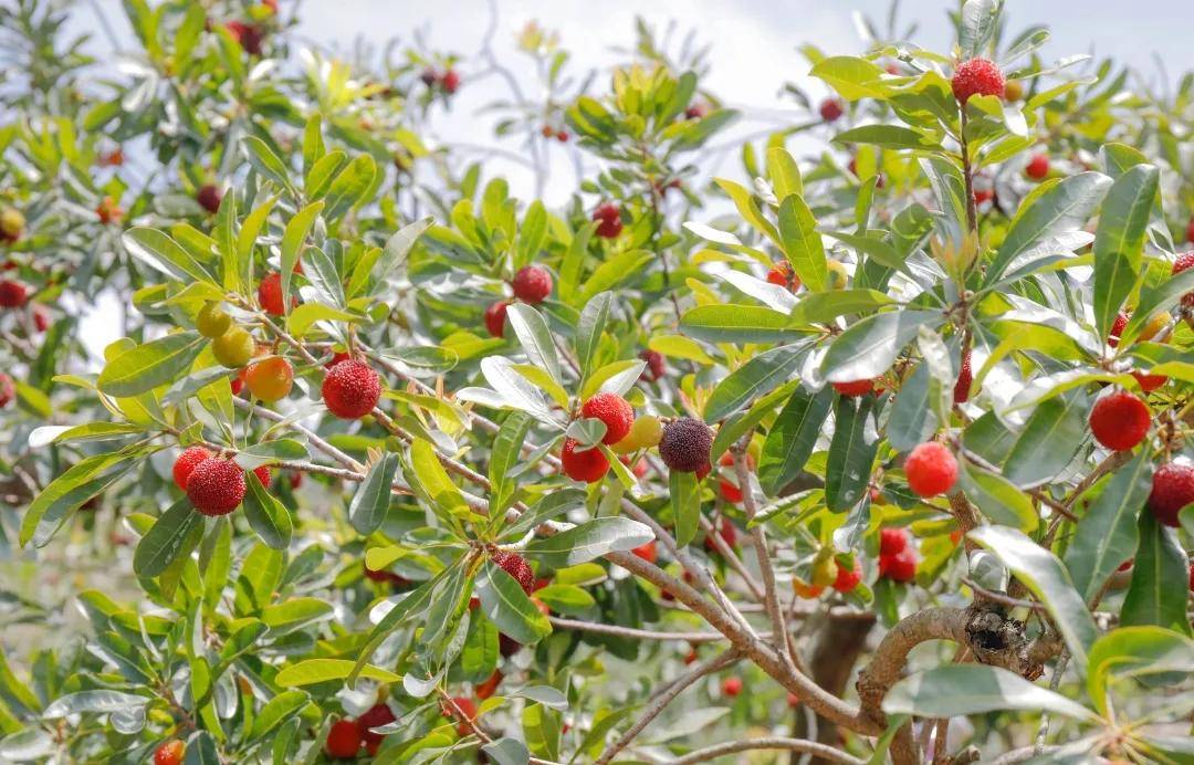 酸酸甜甜厦门这处杨梅园抢先上市啦