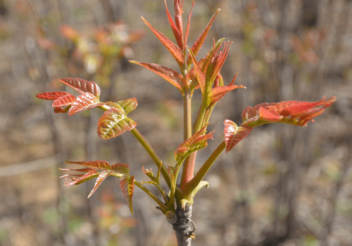 香椿香 再不吃就要等一年 专家提示:选择正确方法烹