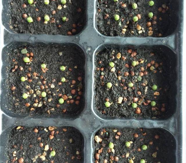 第二年第三年即可顺利开花,因为绯花玉的种子发芽率很高,所以很容易