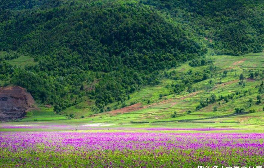 天涯何处无芳草何必单恋一枝花下句 c1d32eaac0f34ac0b7f3715c745d42a6.jpeg