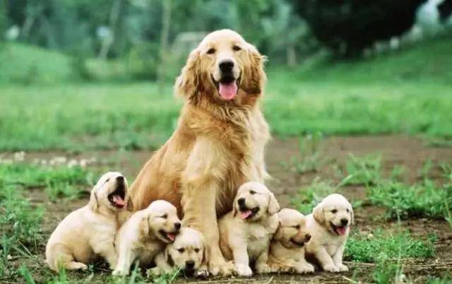 狗狗长大后为何与母亲繁殖 难道分不清自己母亲 原因万万没想到 小狗 全网搜