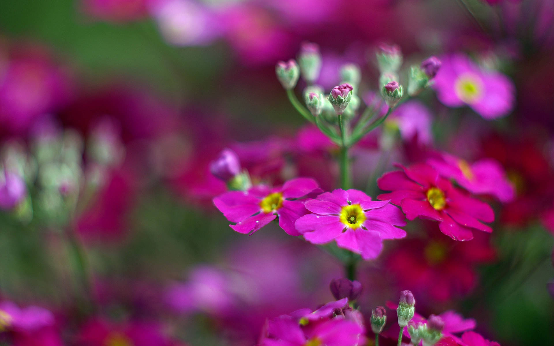 5月19日星座运势 双子思路清晰 狮子乘胜追击 水双鱼目光长远 工作