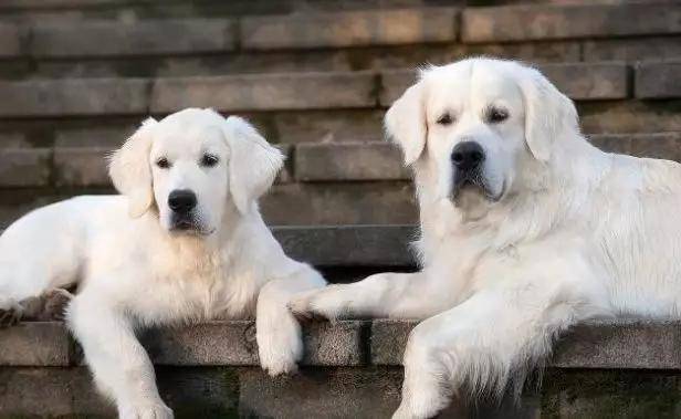 狗狗长大后为何与母亲繁殖 难道分不清自己母亲 原因万万没想到 小狗 全网搜