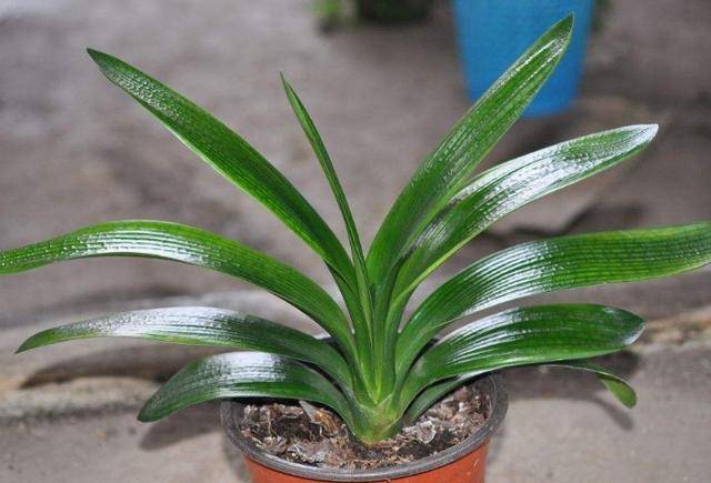 龟背竹怎么养护长得壮 facb92a3f9dc497384a9545b91aadaea.jpeg