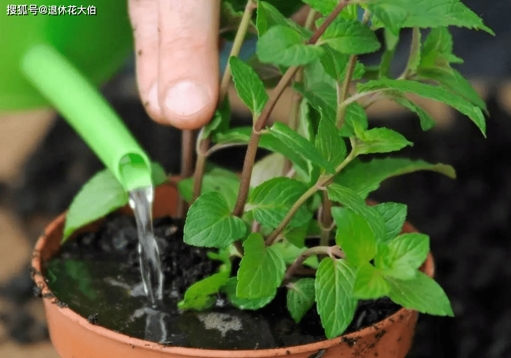 天热给盆栽施肥 不注意这些小技巧 一切均白忙活 植物